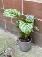 Zdjęcie rośliny Calathea Orbifolia, ujęcie 2