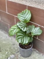 Zdjęcie rośliny Calathea Orbifolia, ujęcie 3