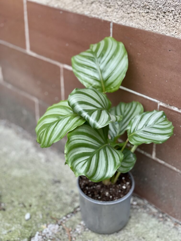 Zdjęcie rośliny Calathea Orbifolia, ujęcie 3
