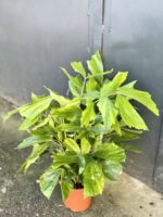 Zdjęcie rośliny Caryota mitis, ujęcie 3