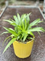 Zdjęcie rośliny Chlorophytum comosum Lemon (Zielistka), ujęcie 1