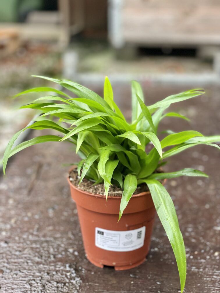 Zdjęcie rośliny Chlorophytum comosum Lemon (Zielistka), ujęcie 2