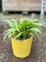 Zdjęcie rośliny Chlorophytum comosum Lemon (Zielistka), ujęcie 3