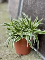 Zdjęcie rośliny Chlorophytum comosum Ocean (Zielistka), ujęcie 1