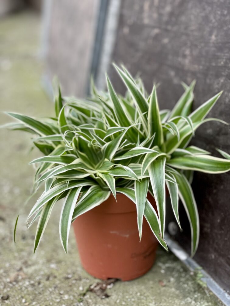 Zdjęcie rośliny Chlorophytum comosum Ocean (Zielistka), ujęcie 1