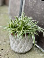 Zdjęcie rośliny Chlorophytum comosum Ocean (Zielistka), ujęcie 2