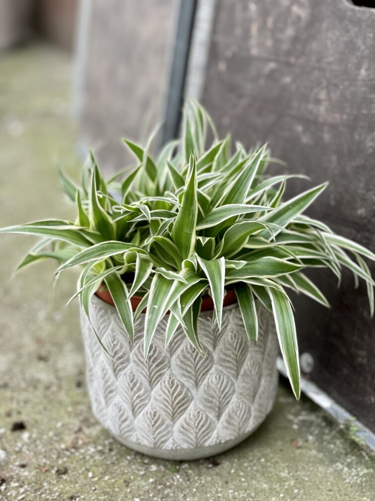 Zdjęcie rośliny Chlorophytum comosum Ocean (Zielistka), ujęcie 2