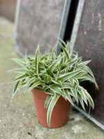 Zdjęcie rośliny Chlorophytum comosum Ocean (Zielistka), ujęcie 3