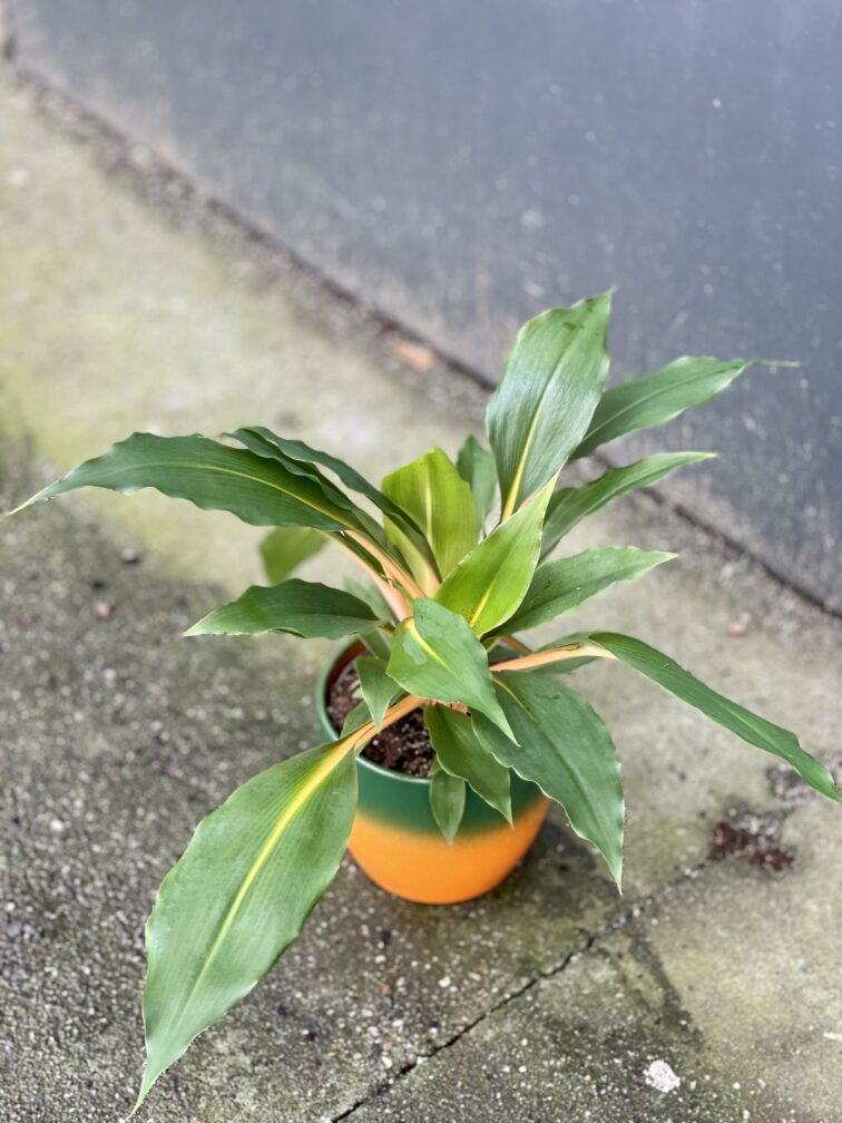 chlorophytum-green-orange-w-oslonce_13x38-1_1642851812.jpg Zdjęcie rośliny Chlorophytum Green Orange w osłonce (Zielistka), ujęcie 1