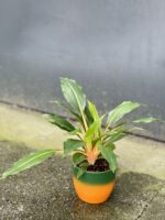 Zdjęcie rośliny Chlorophytum Green Orange w osłonce (Zielistka), ujęcie 3