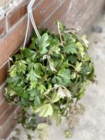 Zdjęcie rośliny Cissus rhombifolia Ellen Danica, ujęcie 2