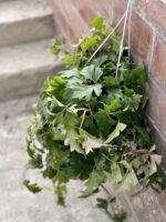 Zdjęcie rośliny Cissus rhombifolia Ellen Danica, ujęcie 3
