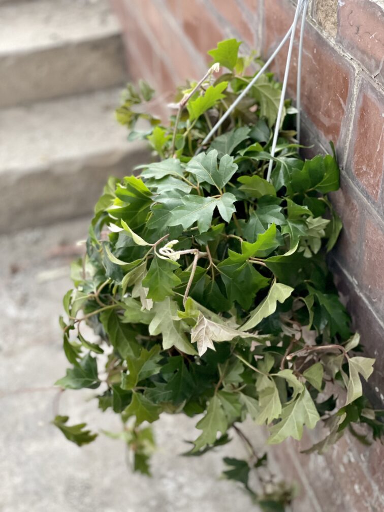 Zdjęcie rośliny Cissus rhombifolia Ellen Danica, ujęcie 3