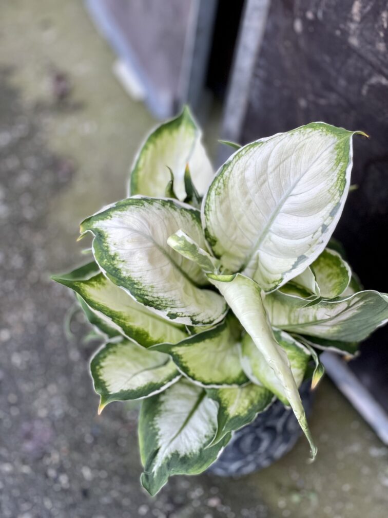dieffenbachia-cool-beauty_12x40-1_1643382232.jpg Zdjęcie rośliny Dieffenbachia Cool Beauty, ujęcie 1