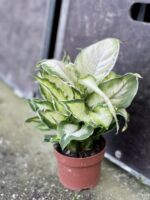 Zdjęcie rośliny Dieffenbachia Cool Beauty, ujęcie 2