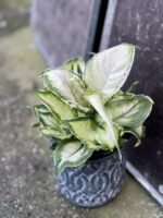 Zdjęcie rośliny Dieffenbachia Cool Beauty, ujęcie 3