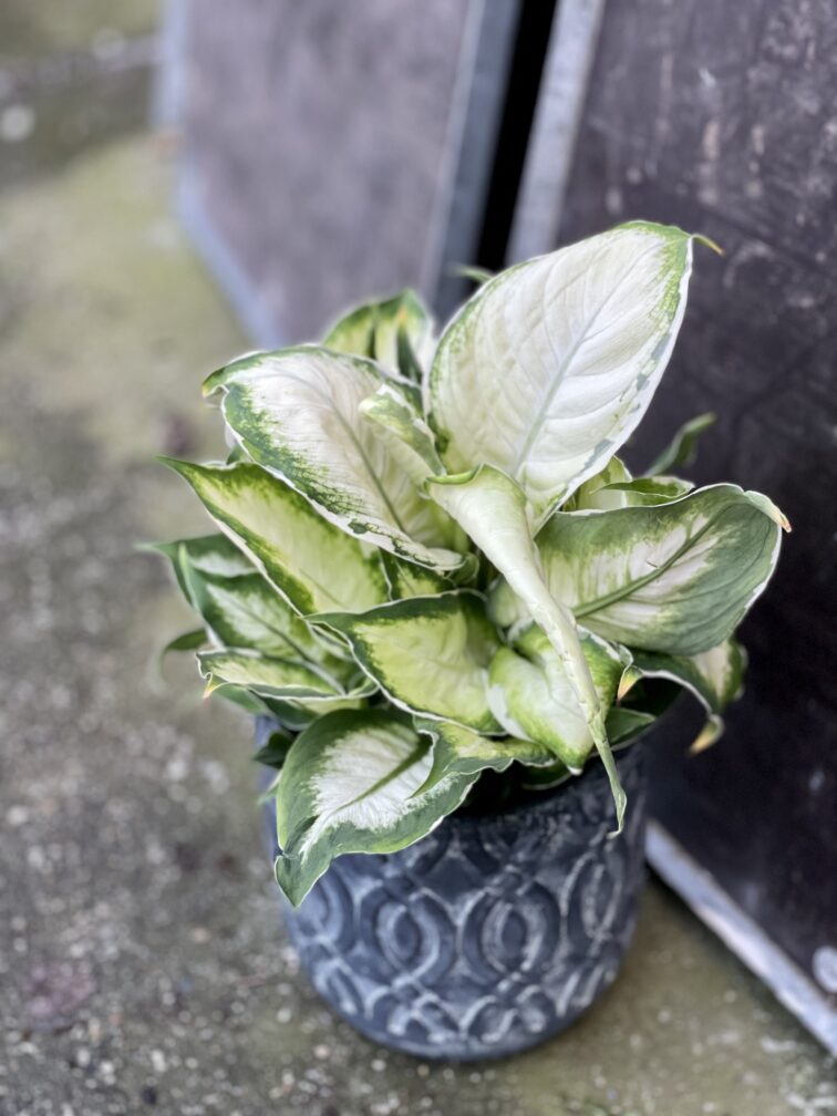 Zdjęcie rośliny Dieffenbachia Cool Beauty, ujęcie 3