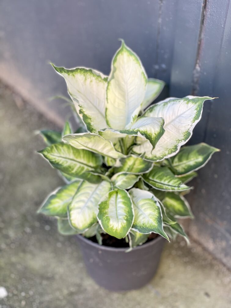 dieffenbachia-cool-beauty_19x40-1_1642845069.jpg Zdjęcie rośliny Dieffenbachia Cool Beauty, ujęcie 1