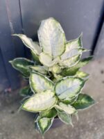 Zdjęcie rośliny Dieffenbachia Cool Beauty, ujęcie 2
