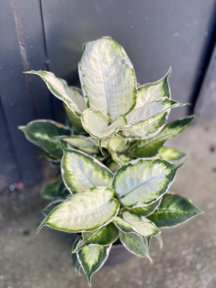 Zdjęcie rośliny Dieffenbachia Cool Beauty, ujęcie 2