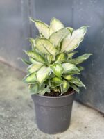 Zdjęcie rośliny Dieffenbachia Cool Beauty, ujęcie 3