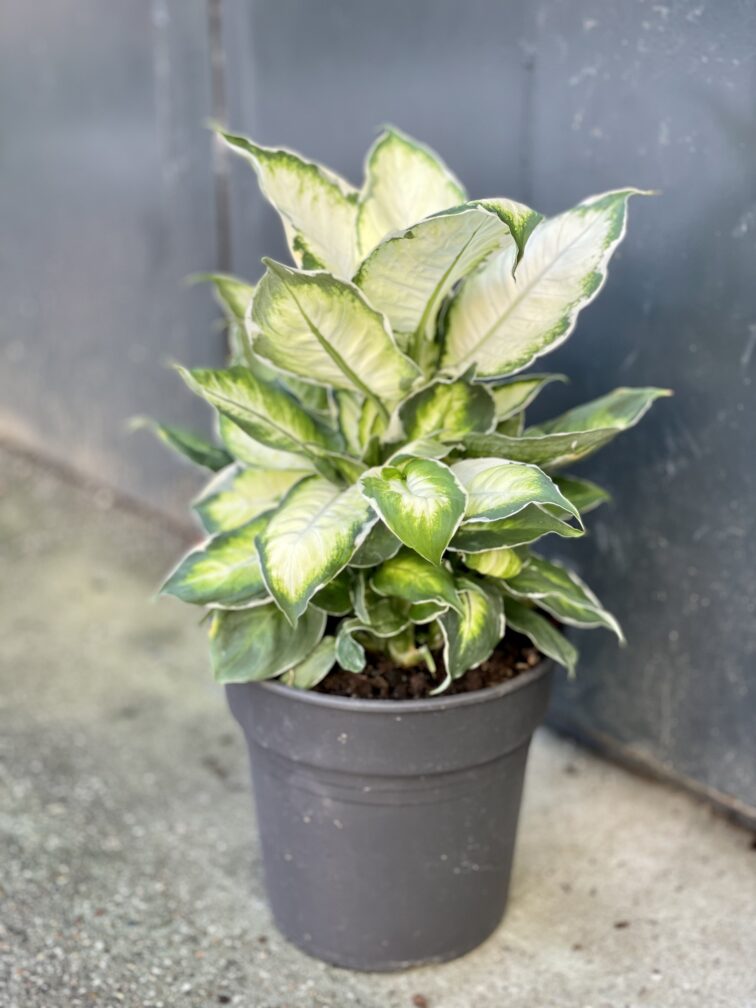 Zdjęcie rośliny Dieffenbachia Cool Beauty, ujęcie 3