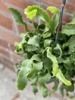 Zdjęcie rośliny Epiphyllum guatem var. monstrosa, ujęcie 2