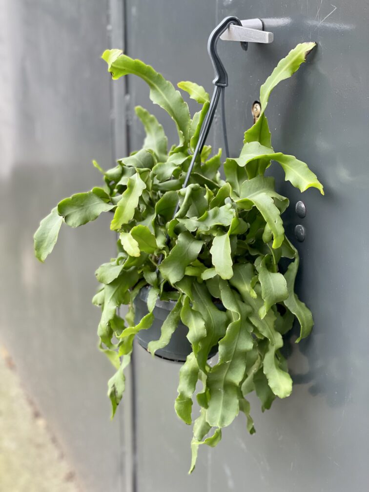 Zdjęcie rośliny Epiphyllum guatem var. monstrosa, ujęcie 3