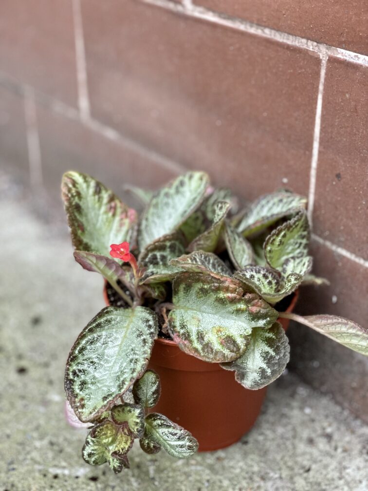 Zdjęcie rośliny Episcia cupreata Harlequin, ujęcie 2