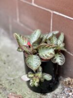 Zdjęcie rośliny Episcia cupreata Harlequin, ujęcie 3