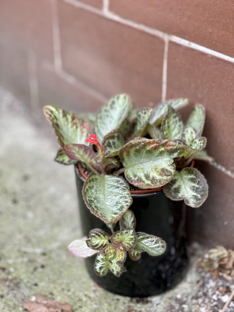 Zdjęcie rośliny Episcia cupreata Harlequin, ujęcie 3