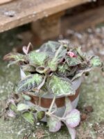 Zdjęcie rośliny Episcia Pink Panther, ujęcie 1