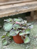 Zdjęcie rośliny Episcia Pink Panther, ujęcie 2