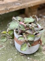 Zdjęcie rośliny Episcia Pink Panther, ujęcie 3