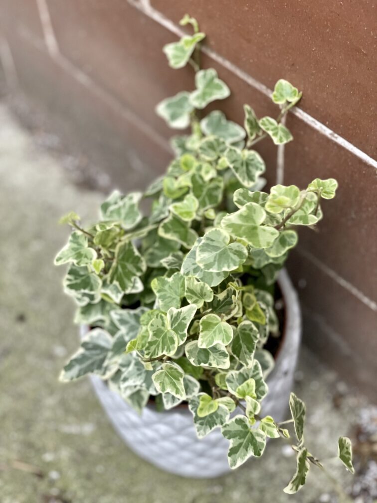 Zdjęcie rośliny Hedera helix White Wonder, ujęcie 1