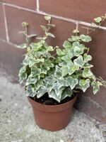 Zdjęcie rośliny Hedera helix White Wonder, ujęcie 2