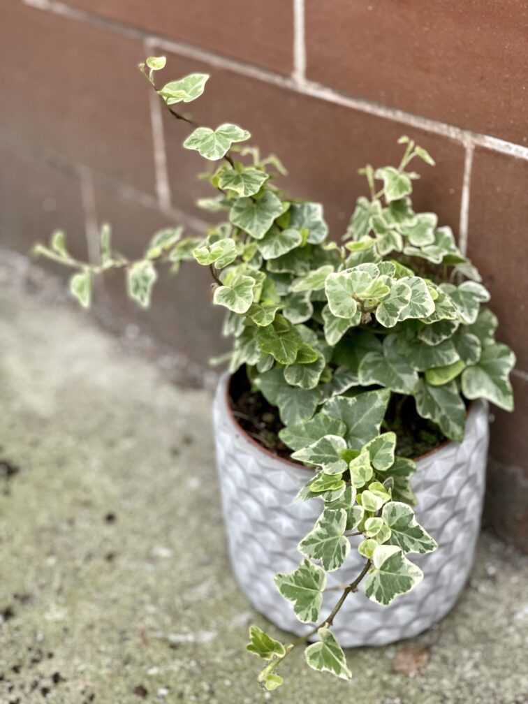 Zdjęcie rośliny Hedera helix White Wonder, ujęcie 3