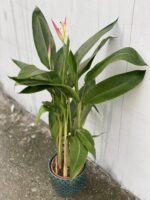 Zdjęcie rośliny Heliconia psittacorum Hawaii, ujęcie 1