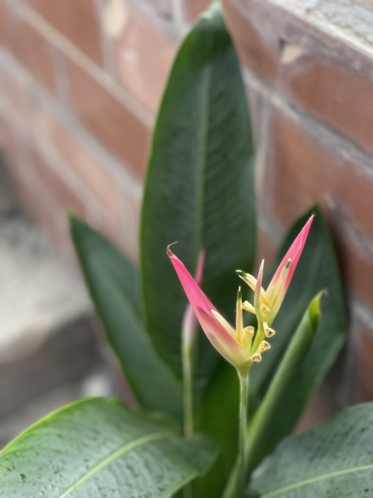 Zdjęcie rośliny Heliconia psittacorum Hawaii, ujęcie 2