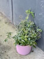 Zdjęcie rośliny Jasminum polyanthum (Jaśmin), ujęcie 1
