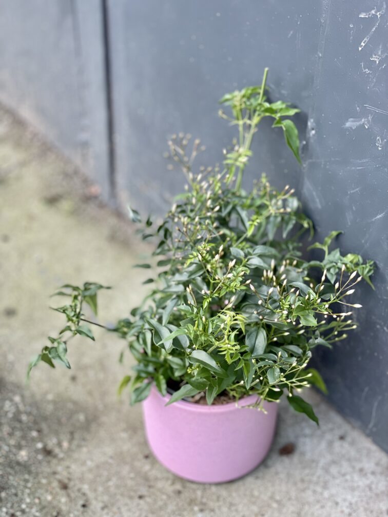 jasminum-polyanthum_12x30-pink-1_1642849632.jpg Zdjęcie rośliny Jasminum polyanthum (Jaśmin), ujęcie 1