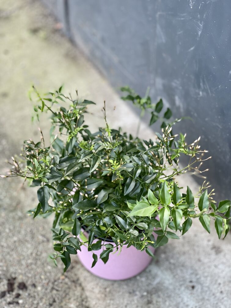 Zdjęcie rośliny Jasminum polyanthum (Jaśmin), ujęcie 2