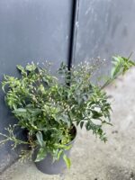 Zdjęcie rośliny Jasminum polyanthum (Jaśmin), ujęcie 3
