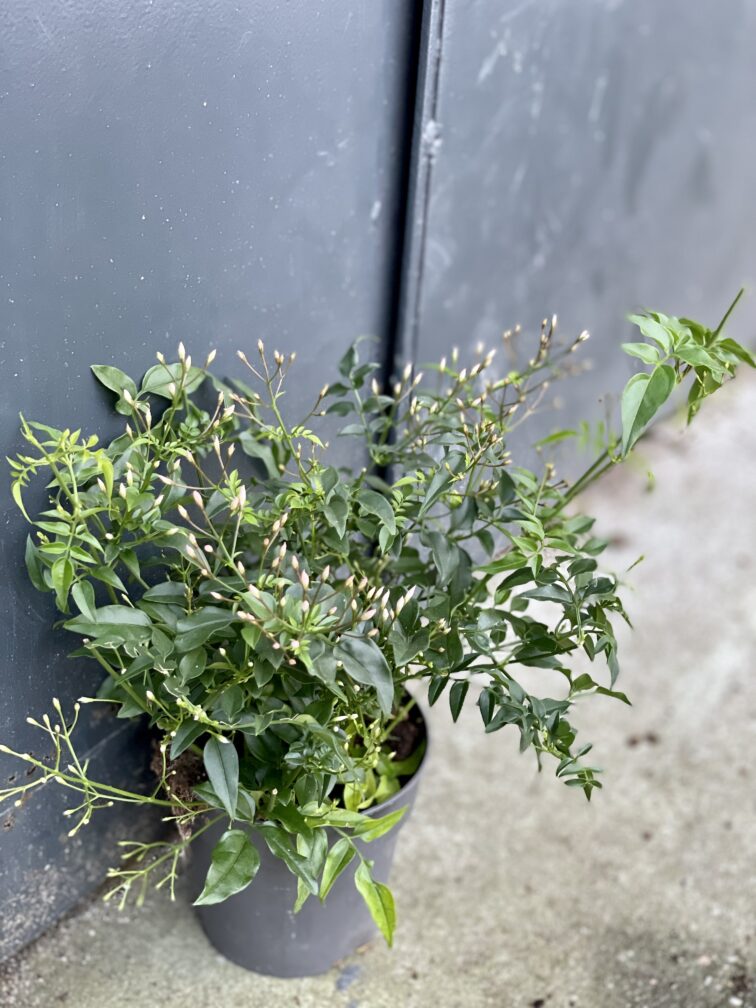 Zdjęcie rośliny Jasminum polyanthum (Jaśmin), ujęcie 3