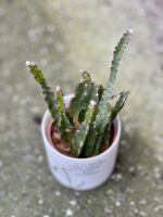 Zdjęcie rośliny Lepismium cruciforme Red Tip, ujęcie 1