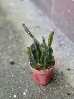 Zdjęcie rośliny Lepismium cruciforme Red Tip, ujęcie 2