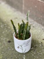 Zdjęcie rośliny Lepismium cruciforme Red Tip, ujęcie 3