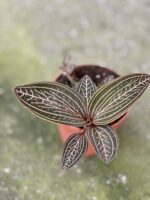 Zdjęcie rośliny Macodes petola Spidy Pink, ujęcie 1