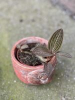 Zdjęcie rośliny Macodes petola Spidy Pink, ujęcie 2