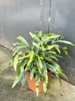 Zdjęcie rośliny Microsorum diversifolium, ujęcie 3